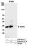 CD3 antibody, A700-016, Bethyl Labs, Immunoprecipitation image 