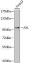 AXL Receptor Tyrosine Kinase antibody, 13-196, ProSci, Western Blot image 