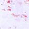 Synapsin I antibody, orb224019, Biorbyt, Immunohistochemistry paraffin image 