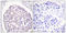 Insulin Receptor antibody, LS-C199130, Lifespan Biosciences, Immunohistochemistry paraffin image 