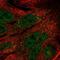 TELO2 Interacting Protein 1 antibody, NBP2-57828, Novus Biologicals, Immunocytochemistry image 