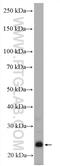 Endothelin 1 antibody, 12191-1-AP, Proteintech Group, Western Blot image 