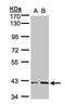 Phosphoribosyl Pyrophosphate Synthetase Associated Protein 1 antibody, PA5-21838, Invitrogen Antibodies, Western Blot image 