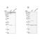 Growth Factor Receptor Bound Protein 2 antibody, NBP2-55209, Novus Biologicals, Western Blot image 