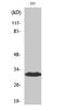 Dual Adaptor Of Phosphotyrosine And 3-Phosphoinositides 1 antibody, A09058-1, Boster Biological Technology, Western Blot image 