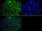 Mitogen-activated protein kinase scaffold protein 1 antibody, PA5-72955, Invitrogen Antibodies, Immunofluorescence image 