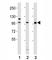 Prospero Homeobox 1 antibody, F47897-0.4ML, NSJ Bioreagents, Western Blot image 