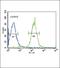 85 kDa calcium-independent phospholipase A2 antibody, PA5-26936, Invitrogen Antibodies, Flow Cytometry image 