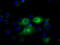 Interferon Induced Protein With Tetratricopeptide Repeats 1 antibody, TA500948, Origene, Immunofluorescence image 