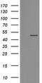 Protein O-Fucosyltransferase 2 antibody, CF504972, Origene, Western Blot image 