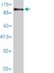 Protocadherin Beta 16 antibody, H00057717-M01, Novus Biologicals, Western Blot image 