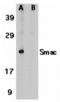 Diablo IAP-Binding Mitochondrial Protein antibody, MBS150750, MyBioSource, Western Blot image 