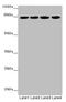 LRSAM1 antibody, LS-C676002, Lifespan Biosciences, Western Blot image 