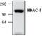 Histone Deacetylase 5 antibody, GTX59634, GeneTex, Western Blot image 