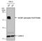 Eukaryotic Translation Initiation Factor 4E Binding Protein 1 antibody, PA5-77962, Invitrogen Antibodies, Western Blot image 