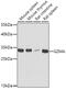 Granzyme A antibody, GTX55647, GeneTex, Western Blot image 