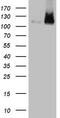 LIM Domain And Actin Binding 1 antibody, TA808560S, Origene, Western Blot image 