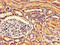Nudix Hydrolase 21 antibody, CSB-PA016170LA01HU, Cusabio, Immunohistochemistry frozen image 