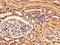 Nudix Hydrolase 21 antibody, CSB-PA016170LA01HU, Cusabio, Immunohistochemistry frozen image 