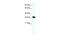 ZFP36 Ring Finger Protein Like 1 antibody, 27-844, ProSci, Western Blot image 