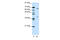 Grainyhead Like Transcription Factor 3 antibody, ARP39489_T100, Aviva Systems Biology, Western Blot image 
