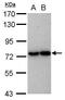 TANK Binding Kinase 1 antibody, PA5-34809, Invitrogen Antibodies, Western Blot image 
