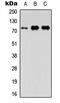 Fas Associated Factor 1 antibody, abx121602, Abbexa, Western Blot image 