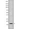 Cystatin E/M antibody, abx149589, Abbexa, Western Blot image 