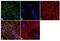 Vinculin antibody, GTX54517, GeneTex, Immunocytochemistry image 