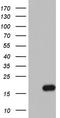 Interleukin 1 Receptor Antagonist antibody, TA803295, Origene, Western Blot image 