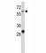 Activated Leukocyte Cell Adhesion Molecule antibody, F48292-0.4ML, NSJ Bioreagents, Flow Cytometry image 