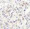 PHD Finger Protein 6 antibody, NB100-68261, Novus Biologicals, Immunohistochemistry frozen image 