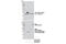 Ubiquitin C-Terminal Hydrolase L1 antibody, 12083S, Cell Signaling Technology, Western Blot image 