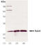 RAB4A, Member RAS Oncogene Family antibody, MBS565315, MyBioSource, Western Blot image 