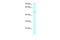 Ameloblastin antibody, AP46305PU-N, Origene, Western Blot image 