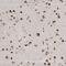 RNA Binding Motif Protein 17 antibody, NBP2-38348, Novus Biologicals, Immunohistochemistry frozen image 