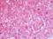 Alpha-1-antitrypsin antibody, orb181452, Biorbyt, Immunohistochemistry paraffin image 