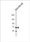 Proline Dehydrogenase 1 antibody, PA5-72540, Invitrogen Antibodies, Western Blot image 