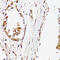 Androgen Receptor antibody, 16-488, ProSci, Immunohistochemistry frozen image 