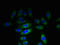 KH Domain Containing 1 antibody, LS-C395541, Lifespan Biosciences, Immunofluorescence image 