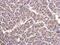 Cytochrome C1 antibody, PA5-27490, Invitrogen Antibodies, Immunohistochemistry frozen image 