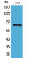 Keratin 2 antibody, STJ96694, St John