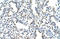 WD Repeat Domain 6 antibody, orb324951, Biorbyt, Immunohistochemistry paraffin image 
