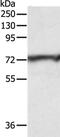 Cyclin And CBS Domain Divalent Metal Cation Transport Mediator 3 antibody, PA5-50216, Invitrogen Antibodies, Western Blot image 