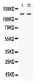 Argonaute RISC Component 4 antibody, LS-C662449, Lifespan Biosciences, Western Blot image 