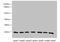 Parkinsonism Associated Deglycase antibody, A64064-100, Epigentek, Western Blot image 