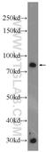 Vertebrae Development Associated antibody, 24824-1-AP, Proteintech Group, Western Blot image 