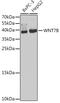 Protein Wnt-7b antibody, GTX65897, GeneTex, Western Blot image 
