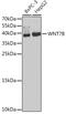 Wnt Family Member 7B antibody, GTX65897, GeneTex, Western Blot image 