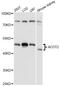 Acyl-CoA Thioesterase 2 antibody, LS-C749394, Lifespan Biosciences, Western Blot image 